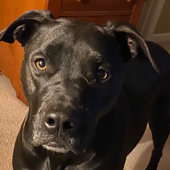 My Rescue Pups - Picture 5 of 5